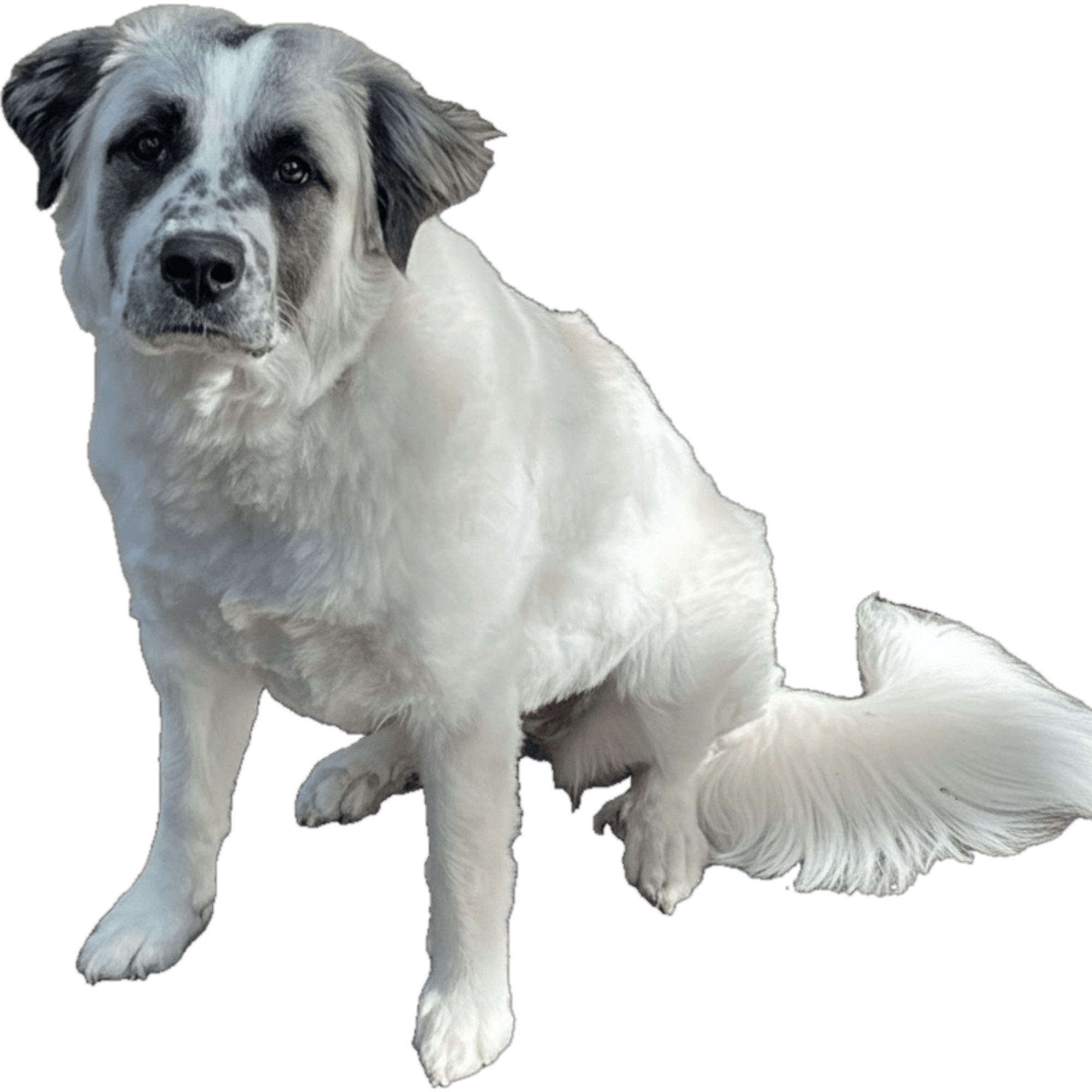 White dog with gray patches on a transparent background